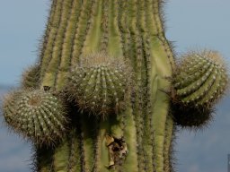 USA_Mexico2006-2007-026